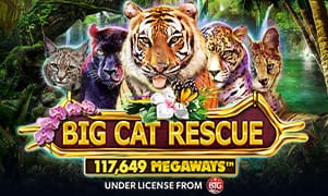 xoso66 Big Cat Rescue Megaways